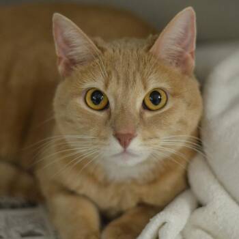 Rescue Domestic Short Hair Cats for Adoption in Philadelphia, Pennsylvania - Miss Honey | PetCurious