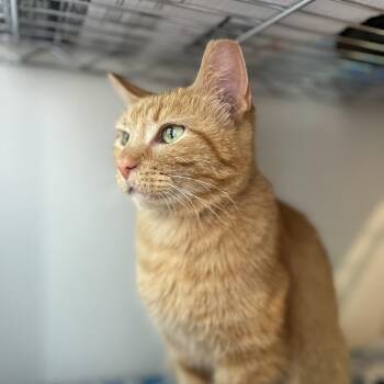 Domestic Short Hair Cats Available for Adoption - Quistis | PetCurious
