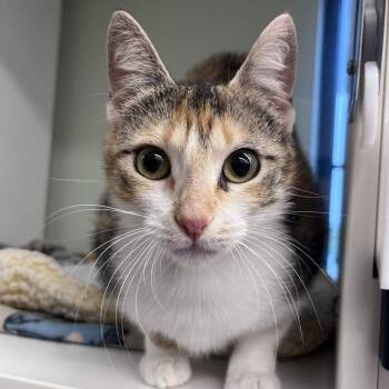 Domestic Short Hair Cats Available for Adoption in Beaumont, Texas - Janie | PetCurious