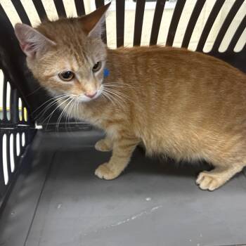 Domestic Short Hair Cats Available for Adoption in Memphis, Tennessee - McPaws | PetCurious