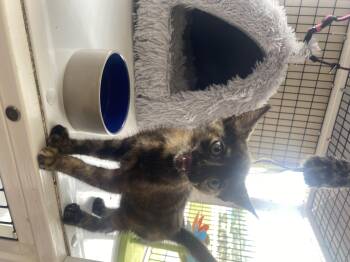 Highway -  Domestic Short Hair Cat for Adoption in Randolph, Alabama - Highway | PetCurious
