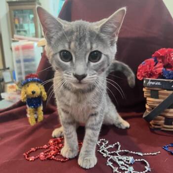 Hop -  Domestic Short Hair Cat for Adoption in Woodbury, New Jersey - Hop | PetCurious