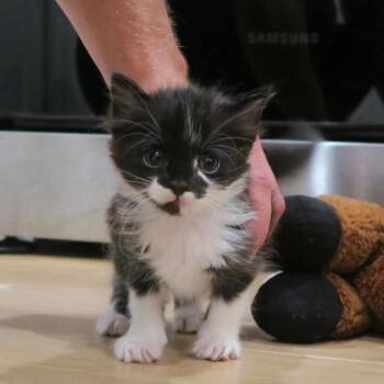 Scar -  Domestic Short Hair Cat for Adoption - Scar | PetCurious