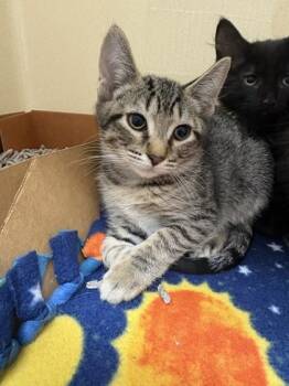 Dollie -  Domestic Short Hair Cat for Adoption in Pequot Lakes, Minnesota - Dollie | PetCurious