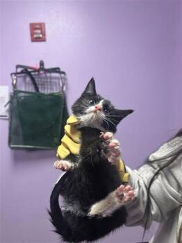 Rescue Domestic Medium Hair Cats for Adoption in El Paso, Texas - 59793867 | PetCurious