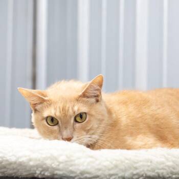 Reb -  Domestic Medium Hair Cat for Adoption in Parrish, Alabama - Reb | PetCurious
