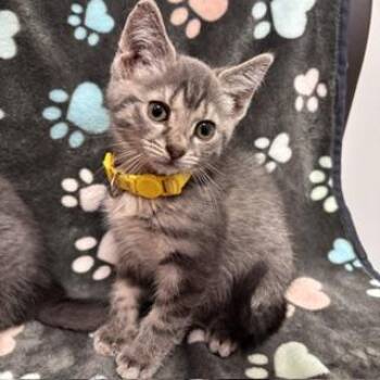 Jerry -  Domestic Short Hair Cat for Adoption in Janesville, Wisconsin - Jerry | PetCurious
