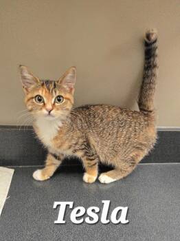 Tesla -  Domestic Short Hair Cat for Adoption in Sidney, Ohio - Tesla | PetCurious