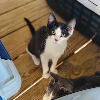 Rescue Domestic Short Hair Cats for Adoption in Brownsboro, Alabama - Saturn | PetCurious