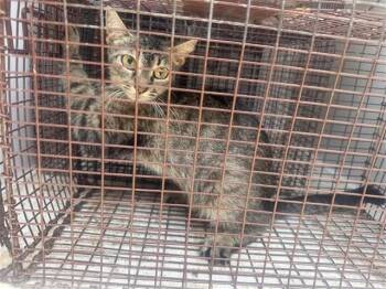A658069 -  Domestic Short Hair Cat for Adoption in Houston, Texas - A658069 | PetCurious