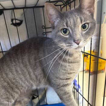 Polly -  Domestic Short Hair Cat for Adoption in Ashtabula, Ohio - Polly | PetCurious