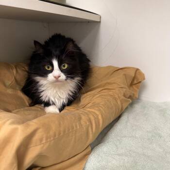 Piglet -  Domestic Medium Hair Cat Available for Adoption in Bloomfield, Connecticut - Piglet | PetCurious