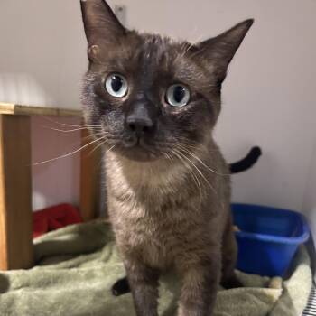 Sammy -  Domestic Short Hair Cat for Adoption in Hemet, California - Sammy | PetCurious