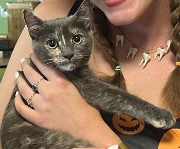 Haze (Hazel) -  Dilute Tortoiseshell Cat for Adoption in Los Angeles, California - Haze (Hazel) | PetCurious