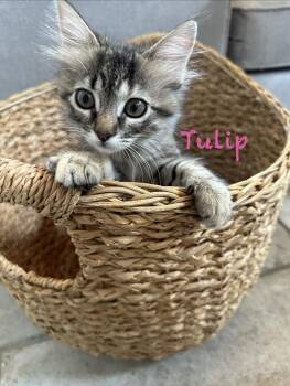 Domestic Medium Hair and Maine Coon Cats Available for Adoption in Vallejo, California - Tulip | PetCurious