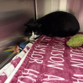 Domestic Short Hair Cats Available for Adoption - Delta | PetCurious