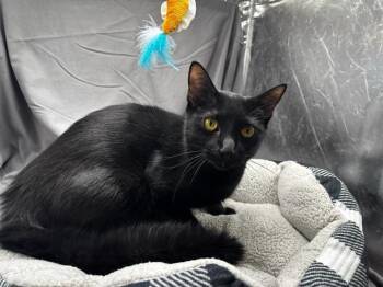 GYPSY -  Domestic Short Hair Cat for Adoption in Grovetown, Georgia - GYPSY | PetCurious