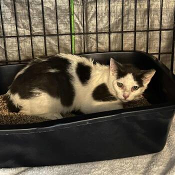 Domestic Short Hair Cats Available for Adoption in Stephenville, Texas - Sweet Pie | PetCurious