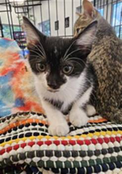 A138875 -  Domestic Short Hair Cat for Adoption in Palmetto, Florida - A138875 | PetCurious