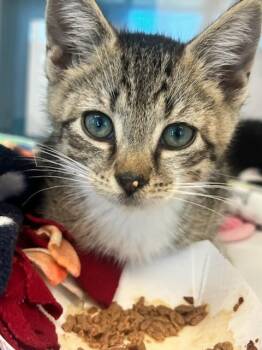 Bon Jovi (ID 51804) -  Domestic Short Hair Cat for Adoption in Manassas, Virginia - Bon Jovi (ID 51804) | PetCurious