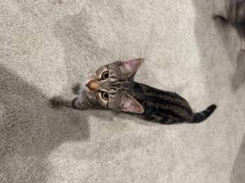 Rescue Domestic Short Hair Cats for Adoption in Cleveland, Ohio - Francis | PetCurious
