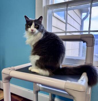 Domestic Long Hair Cats Available for Adoption in Monroe, North Carolina - Floppy Tuxedo LONG HAIR Male Adult  | PetCurious