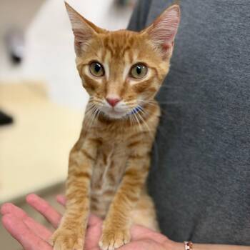 Franky -  Domestic Short Hair Cat for Adoption in Ardmore, Oklahoma - Franky | PetCurious