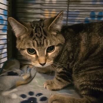 Rescue Domestic Short Hair Cats for Adoption in Hanna City, Illinois - Sweeney Todd | PetCurious