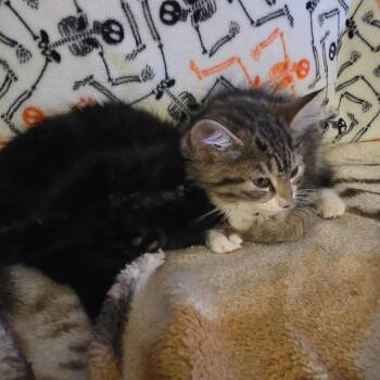 Chani -  Domestic Long Hair and Norwegian Forest Cat Cat for Adoption in Huntsville, Alabama - Chani | PetCurious