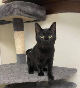 R2D2 -  Domestic Short Hair Cat for Adoption in Sandusky, Ohio - R2D2 | PetCurious