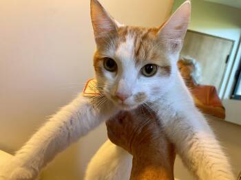 Lenny -  Domestic Short Hair and Tabby Cat for Adoption in Los Angeles, California - Lenny | PetCurious