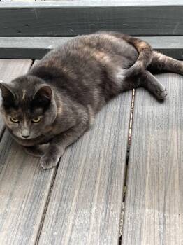 Tortoiseshell and Domestic Short Hair Cats Available for Adoption in Fayetteville, Georgia - Pumpkin | PetCurious