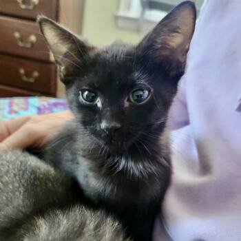 Domestic Short Hair Cats Available for Adoption in Richmond, Virginia - Proton | PetCurious