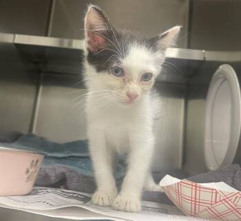 WYBIE -  Domestic Short Hair Cat for Adoption in Fort Lauderdale, Florida - WYBIE | PetCurious