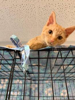 Peaches -  Domestic Short Hair Cat for Adoption in Chisholm, Minnesota - Peaches | PetCurious