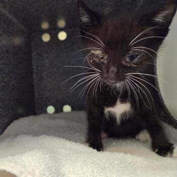 Gremlin -  Domestic Short Hair Cat for Adoption in Pasadena, California - Gremlin | PetCurious