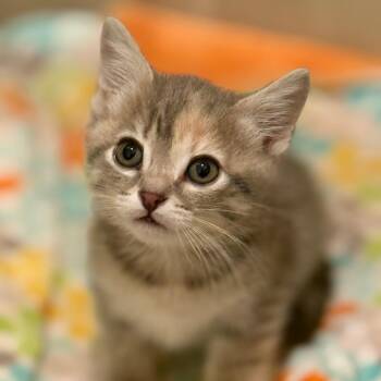 Domestic Medium Hair Cats Available for Adoption in Sunnyvale, California - Thyme | PetCurious