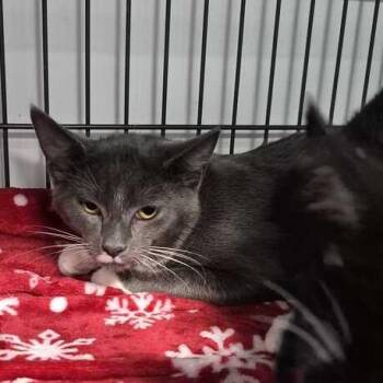 Jordan -  Domestic Short Hair Cat for Adoption in Davenport, Iowa - Jordan | PetCurious