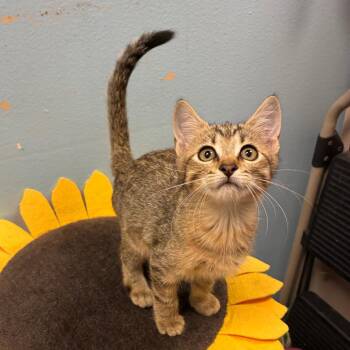 May -  Domestic Short Hair Cat for Adoption in NEW PT RICHEY, Florida - May | PetCurious