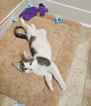 Domestic Short Hair Cats Available for Adoption - Nicolas | PetCurious