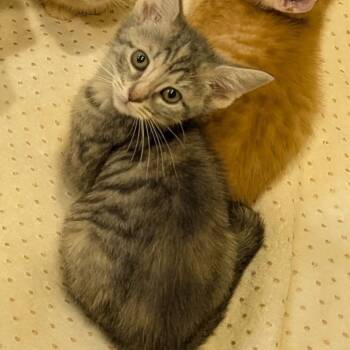 Maya -  Domestic Short Hair Cat for Adoption in Potomac, Maryland - Maya | PetCurious