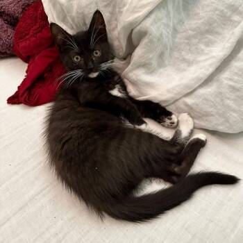 Tipper -  Domestic Short Hair Cat for Adoption in Greensboro, North Carolina - Tipper | PetCurious