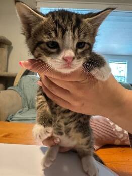 Peter -  Domestic Short Hair Cat Available for Adoption in Kennewick, Washington - Peter | PetCurious
