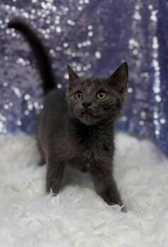 Pope -  Domestic Short Hair Cat for Adoption in Clarkesville, Georgia - Pope | PetCurious