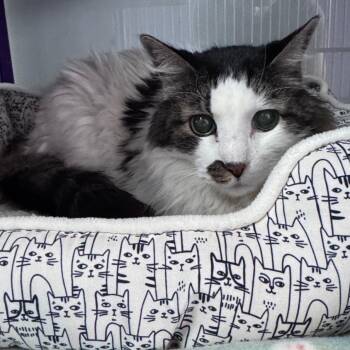 Quork -  Domestic Long Hair Cat for Adoption in Denver, Colorado - Quork | PetCurious