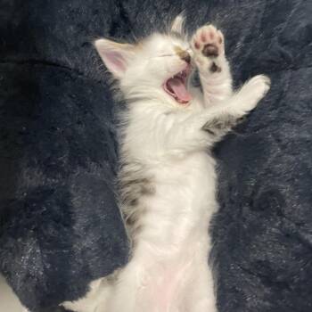 Bud Spring -TL -  Domestic Medium Hair Cat for Adoption in Tallahassee, Florida - Bud Spring -TL | PetCurious