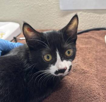 Max -  Domestic Short Hair Cat for Adoption in Sherwood, Oregon - Max | PetCurious