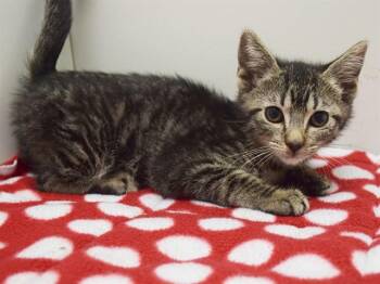 ISADORA -  Domestic Short Hair Cat for Adoption in Sacramento, California - ISADORA | PetCurious