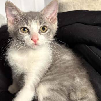 Indie - Funny & Loving -  Domestic Short Hair Cat for Adoption in Hamilton, Ontario - Indie - Funny & Loving | PetCurious