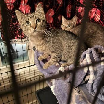 Domestic Short Hair Cats Available for Adoption - Tugboat | PetCurious